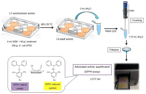 Dpph Assay 방법 간단소개 60 Off