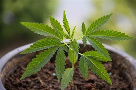 Cannabinoids Have Potential To Treat Skin Conditions Like Psoriasis Review Shows Psoriasis