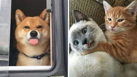 5 MEMES de perros y gatos en español para reír y compartir Petlife