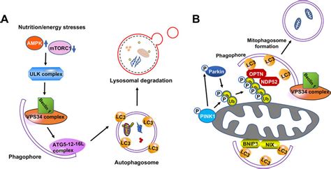 Scheme Of Autophagy And Mitophagy Pathways Download Scientific Diagram