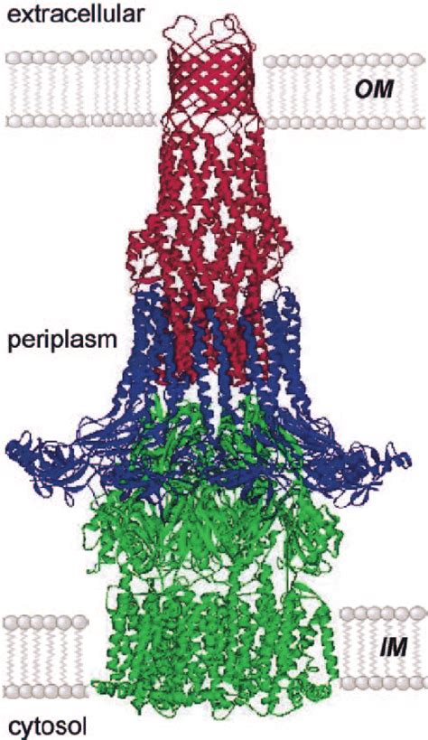 Model Of The Assembled Tripartite Drug Efflux Pump This Possible Model