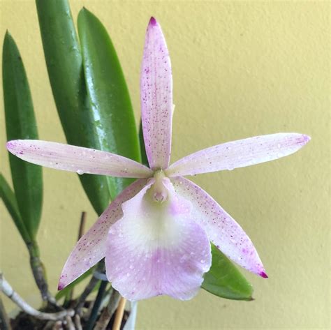 Brassavola Nodosa 4n X Cattleya Summer Spots La Foresta Orchids