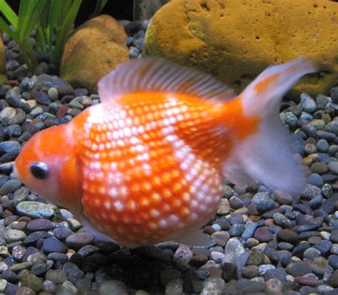 Pearlscale Goldfish | ROYS FARM