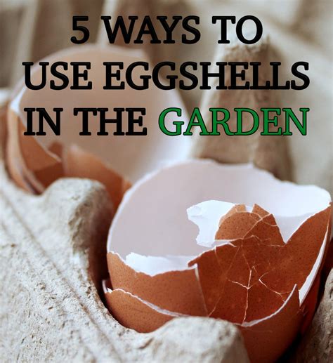 Ways To Use Eggshells In The Garden