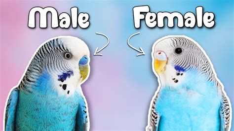 How To Tell If Your Budgie Is A Male Or Female Youtube