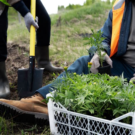 Preparación Del Terreno Para Siembra Y Plantación Quedasa