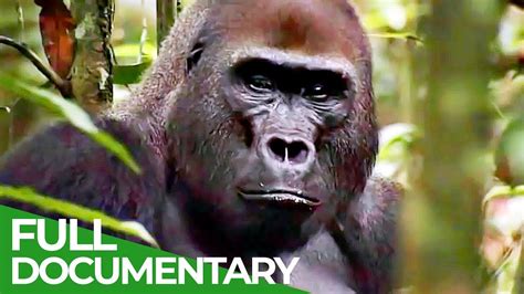 Living amongst Gorillas - Top Documentary Films