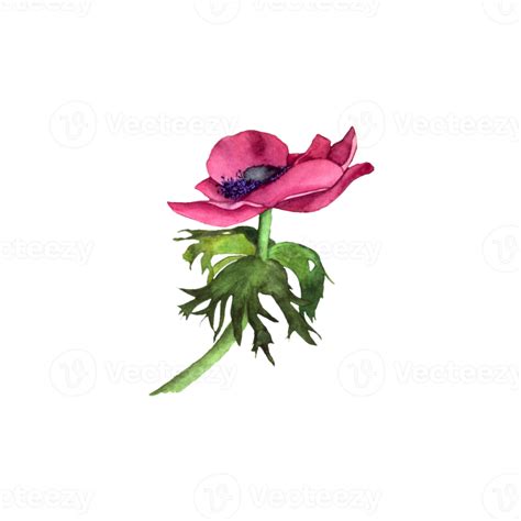 Watercolor Pink Anemone 11154884 PNG