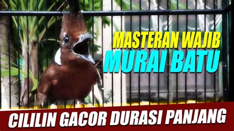 Masteran Wajib MURAI Masteran Cililin Durasi Tembakan Panjang Suara