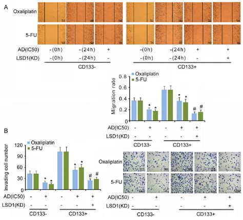 Cell Migration A And Invasion B Of Cd133 À Cd133 And Lsd1 Kd