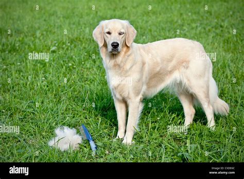 Care For Dog Hair Stock Photo Alamy
