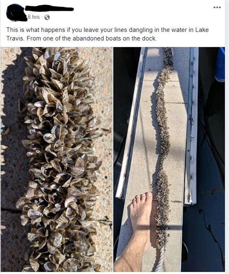 Zebra Mussels : r/Austin