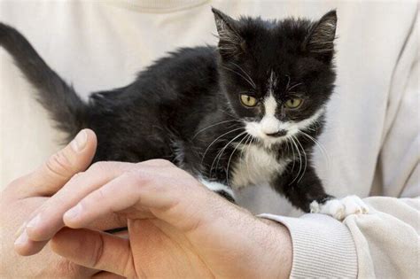 Gato amassando pãozinho entenda o que é esse comportamento felino e