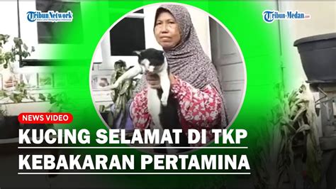 Momen Haru Relawan Satwa Temukan Kucing Selamat Di TKP Kebakaran Depo