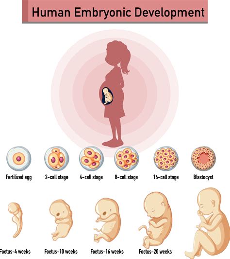 Menselijke Embryonale Ontwikkeling In Menselijke Infographic 6094697