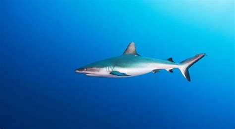 Mako shark Stock Photos, Royalty Free Mako shark Images | Depositphotos