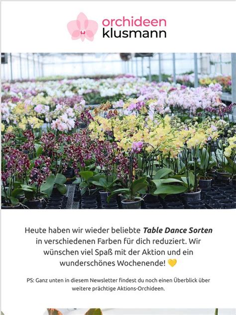 Orchideen Klusmann DE Table Dance Orchideen für 12 Euro Milled