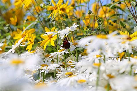 Blomster Sommerfugl Hvite Macro Fotografi Photo Background And Picture