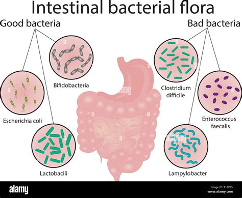 Las Bacterias De La Flora Intestinal Bacterias Buenas Y Malas