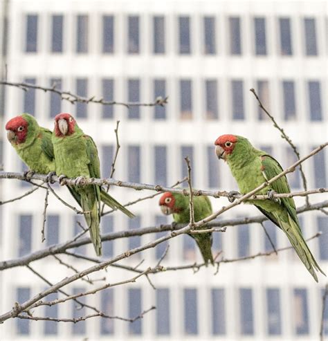 The feral parakeets of London