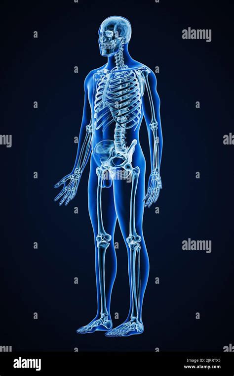 Accurate Xray Of Anterior Three Quarter View Of Full Human Skeletal