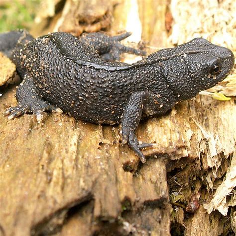 European Crested Newts