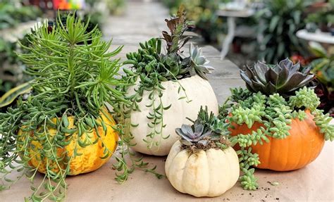 Succulent Pumpkin Planter Workshop Boyert S Greenhouse Farm