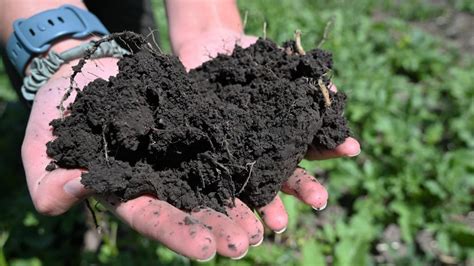 WSU Soil Researchers Seed long-term Projects - Vegetables West Magazine