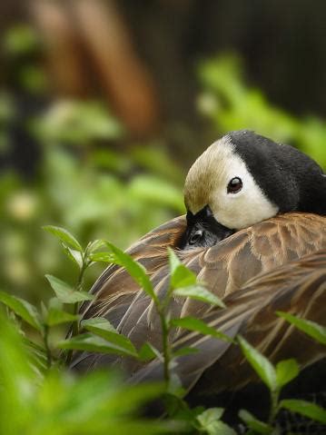 Sai Come Dormono Gli Uccelli