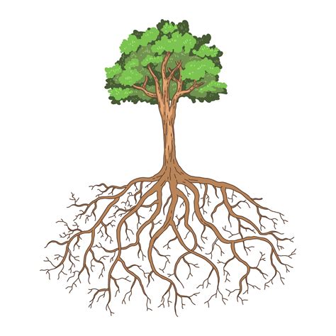 Vector Abstract Tree And Roots Vector Illustration 25502467 Vector