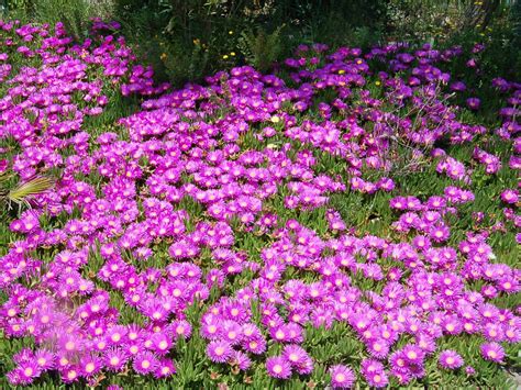 Delosperma cooperi (Purple Ice Plant) - World of Succulents ...