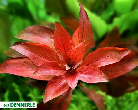 Ludwigia Rubin Ludwigia Repens Rubin Dennerle Pot Garnelio En