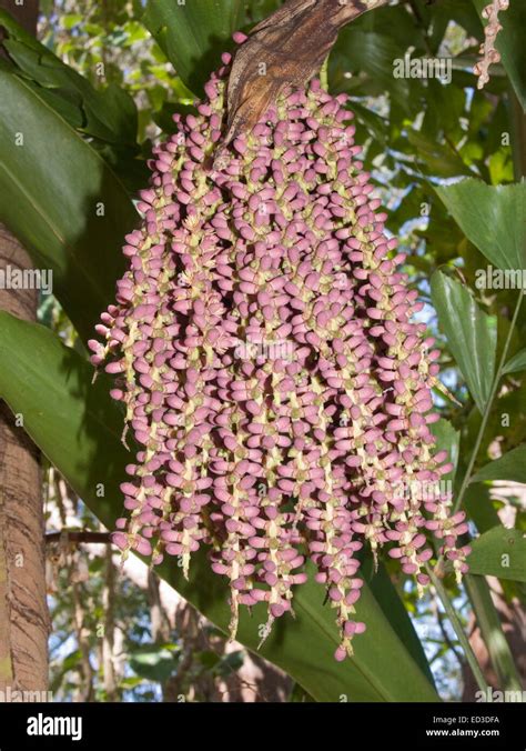 Large Cluster Of Pink Red Flower Buds Hanging From Stem Of Caryota