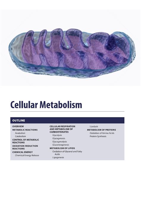 SOLUTION Cellular Metabolism Anabolism Catabolism Oxidation