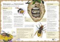 Entwicklung Der Honigbiene Biene Aktionen Natur Im Bild