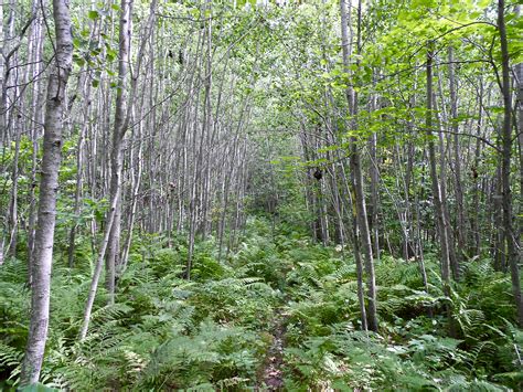Ice Age National Scenic Trail 12 The Thousand Miler