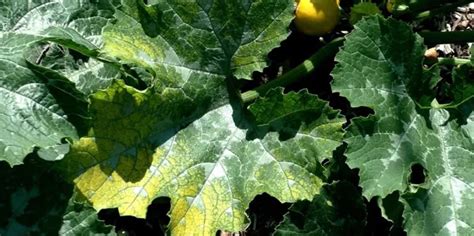 Raisons Pour Lesquelles Les Feuilles De Vos Courgettes Deviennent