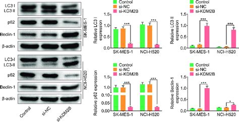 Knockdown Of Kdm2b Inhibits Autophagy In Lusc Cell Lines Kdm2b Download Scientific Diagram