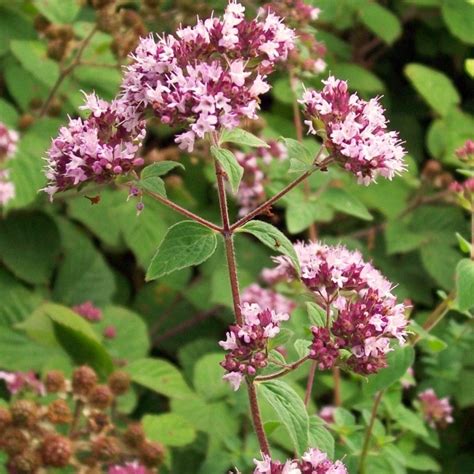 Origanum vulgare Compactum Un origan compact à feuillage aromatique