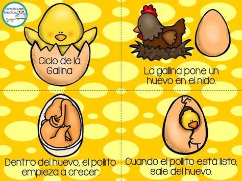 Ciclo De Vida Del Pollito Para Ninos