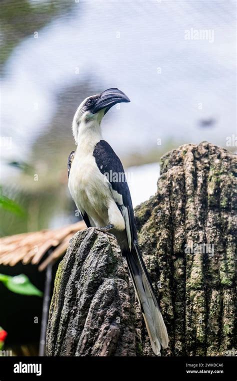 El Hornbill De Una Hembra De Von Der Decken Es Un Hornbill Que Se