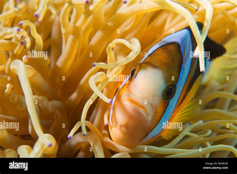 An Isolated Clown Fish Looking At You In Cebu Philippines Stock Photo