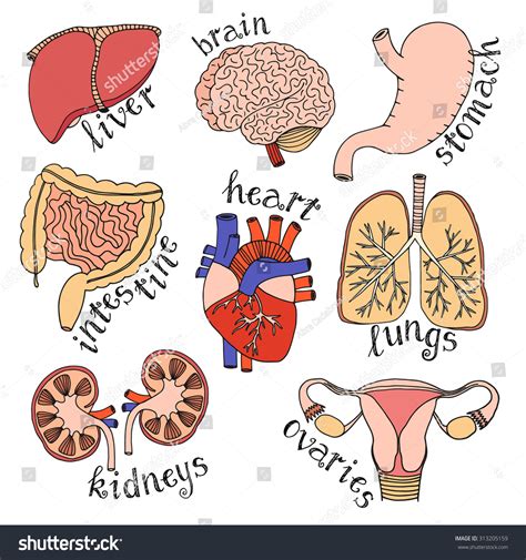 Hand Drawn Anatomy Sketch Collection Of Internal Organs Stomach Heart