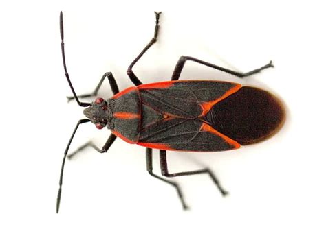 Box Elder Bugs Aspen Pest Control