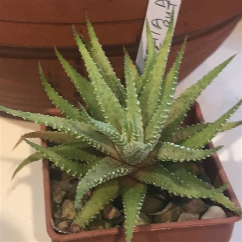 Haworthiopsis Attenuata Var Attenuata Variegata Syn Haworthia