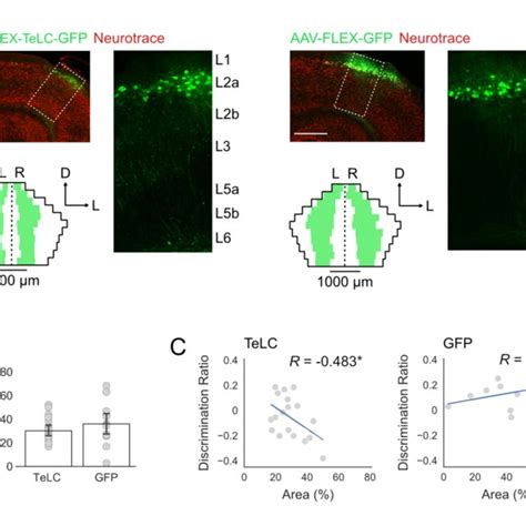 Neurons Labelled By Sim Cre Mice In Layer Of Lec Are Fan Cells A