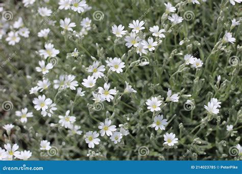 Blooming Flower Bed Of Mouse Ear Chickweed Stock Image Image Of