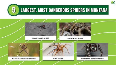 Discover The Top Five Largest Most Dangerous Spiders In Montana A Z