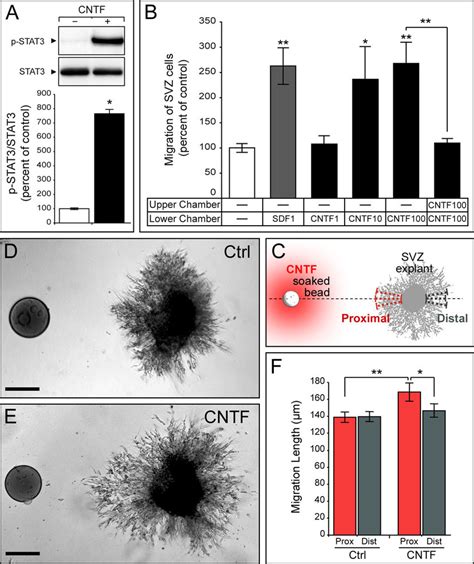 Effect Of Cntf On Svz Cell Migration In Vitro A Western Blot And