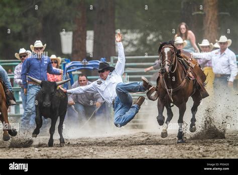 Steer Wrestling Get Down And In The Dirt Exciting Rodeo Event Man Vs